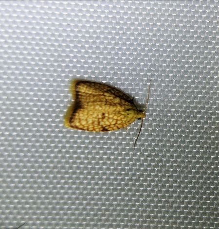 Acleris forsskaleana 
