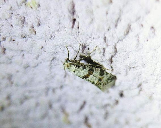 Scythropia crataegella 