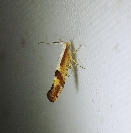 Argyresthia pruniella 