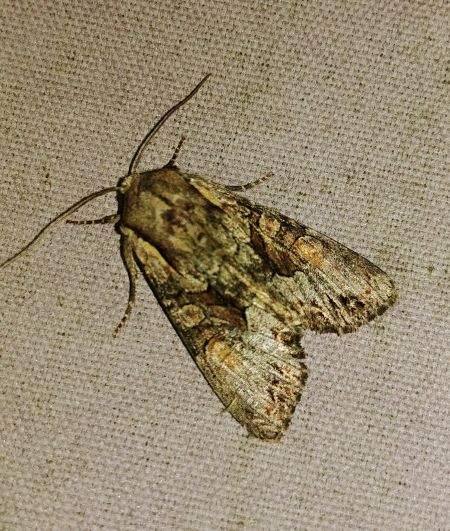Lacanobia w-latinum 