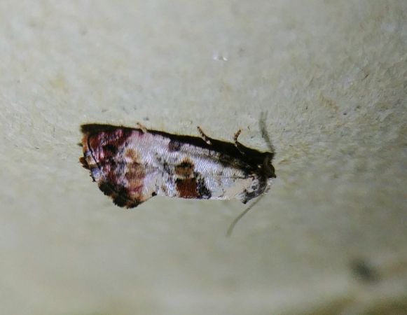 Cochylis hybridella 