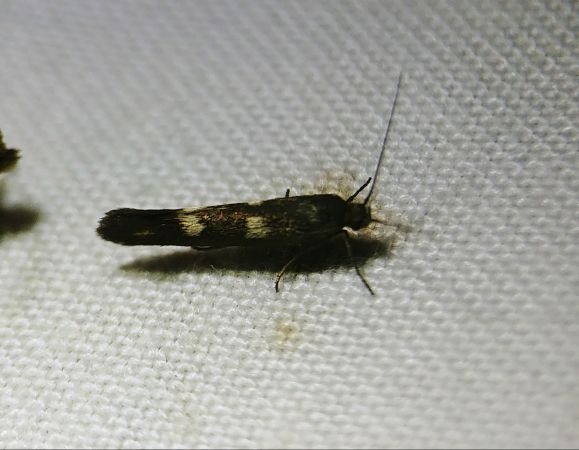 Scythris scopolella 
