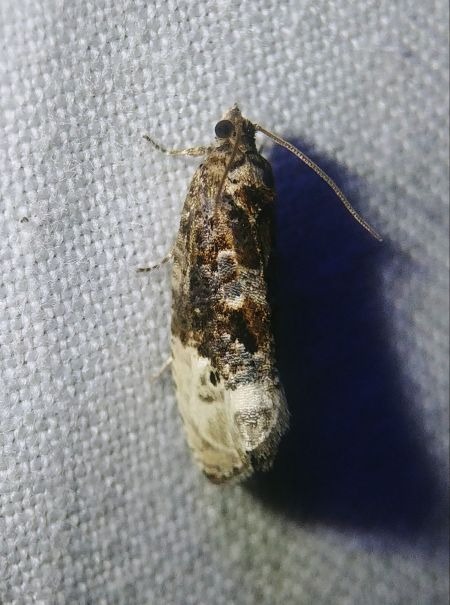 Hedya nubiferana 