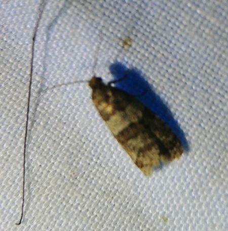 Isotrias rectifasciana 