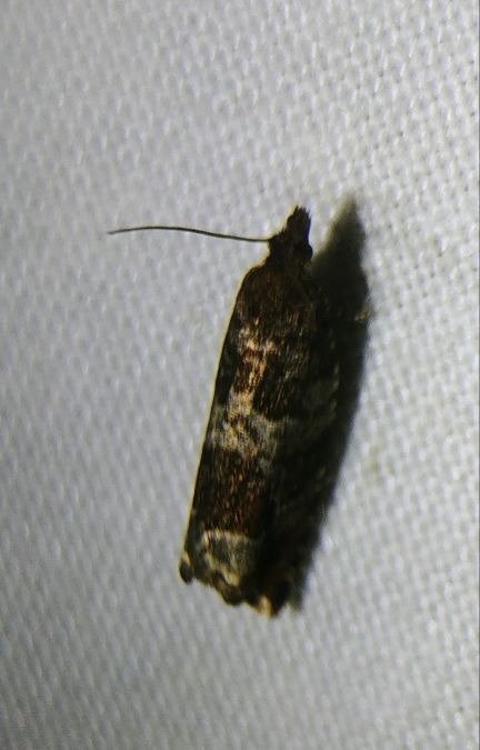 Ancylis achatana 