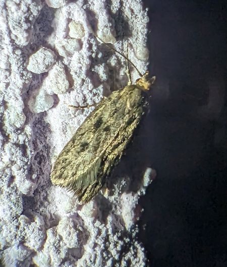 Hofmannophila pseudospretella 
