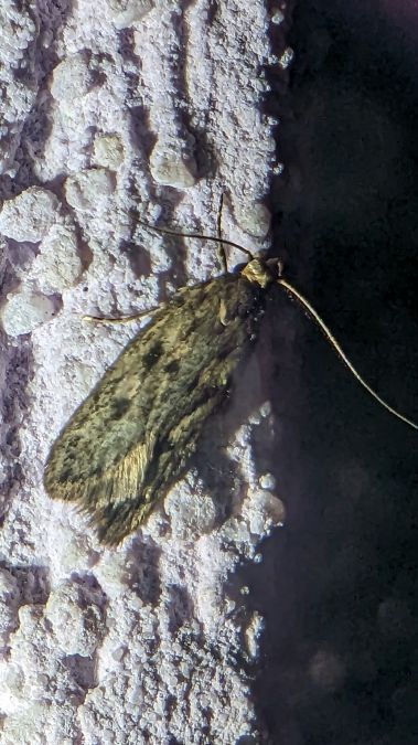 Hofmannophila pseudospretella 