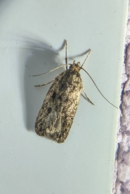 Hofmannophila pseudospretella 