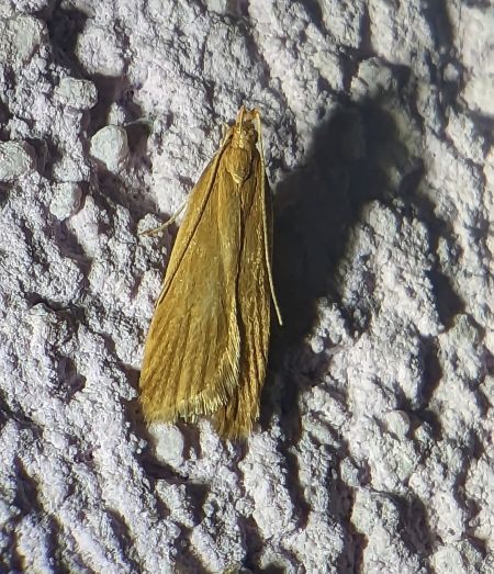 Helcystogramma rufescens 
