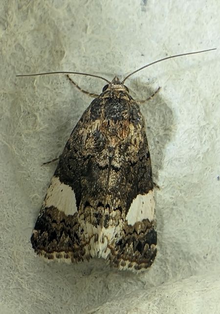 Noctuelle en deuil 