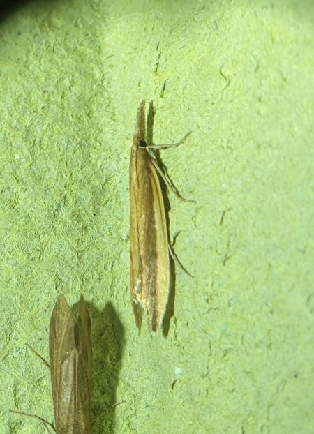 Donacaula mucronella 