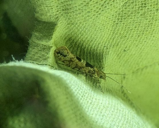 Ypsolopha vittella 