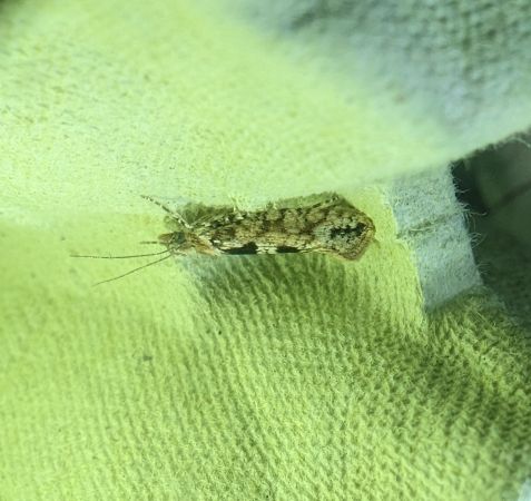 Ypsolopha vittella 