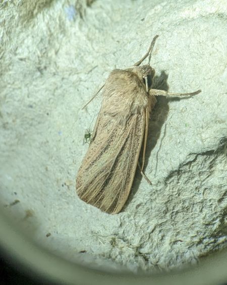 Mythimna pudorina 