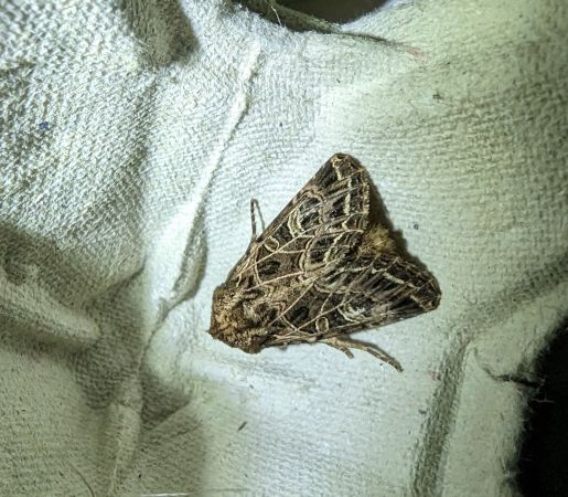 Sideridis reticulata 