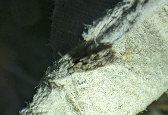 Carpatolechia decorella 