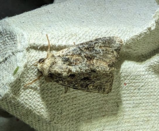 Apterogenum ypsillon 