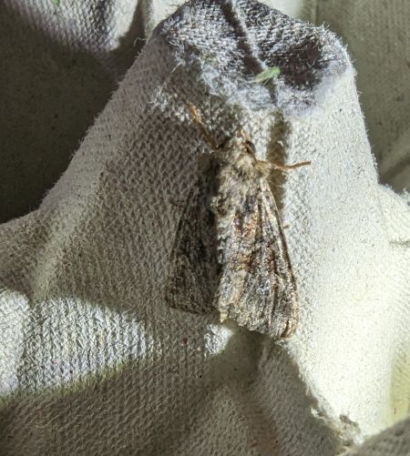 Apterogenum ypsillon 