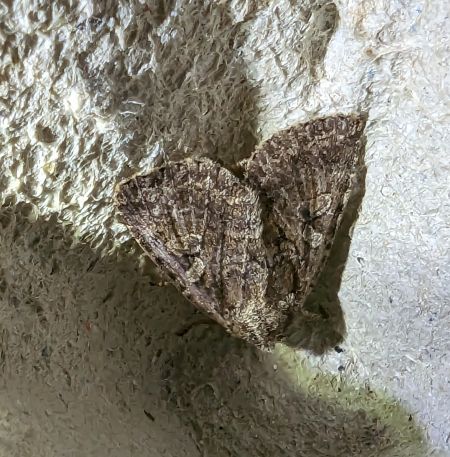 Apterogenum ypsillon 