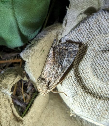 Apterogenum ypsillon 