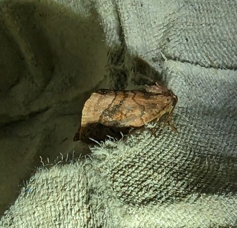 Cosmia pyralina 