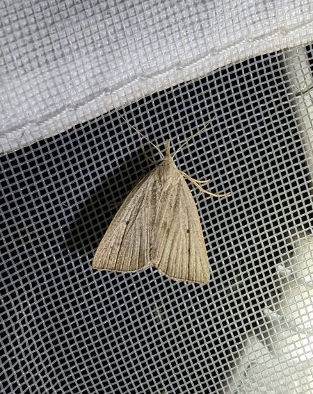 Macrochilo cribrumalis 