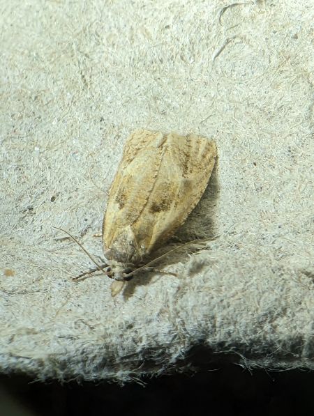 Phtheochroa inopiana 