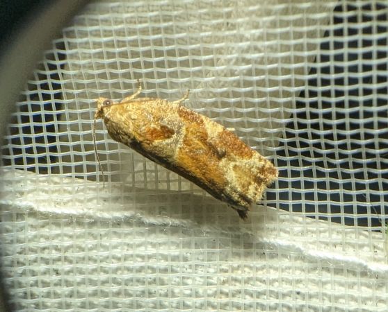 Archips xylosteana 