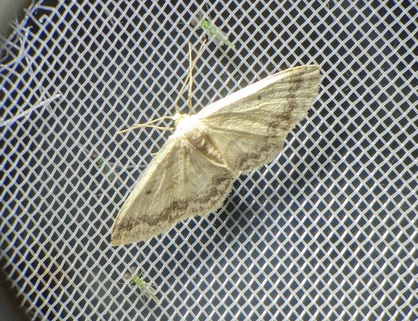 Idaea biselata 