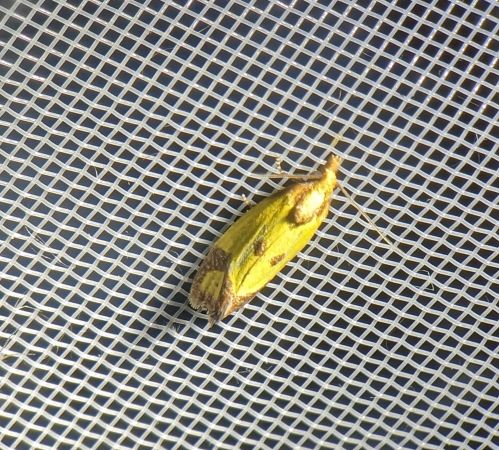 Euxanthie de la Scabieuse 