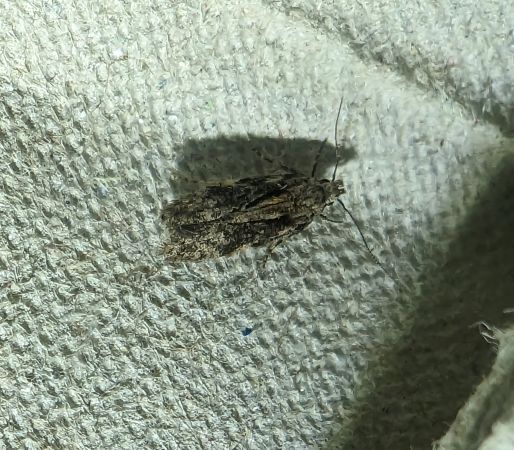 Carpatolechia decorella 