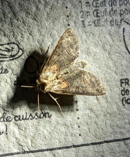Abrostola triplasia 