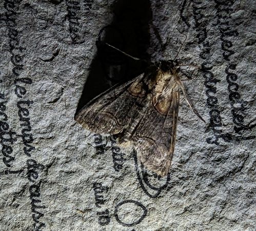 Abrostola triplasia 