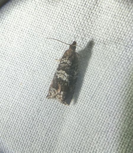 Ancylis achatana 
