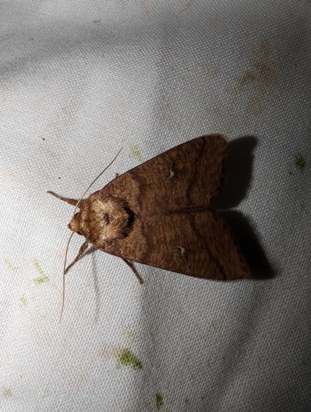 Mythimna turca 