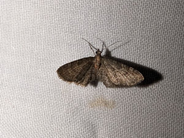 Eupithecia haworthiata 