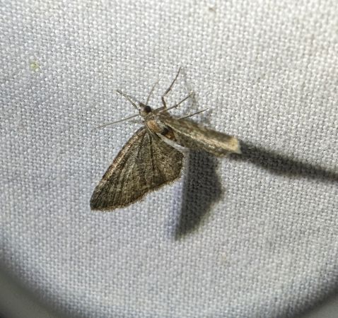 Eupithecia haworthiata 