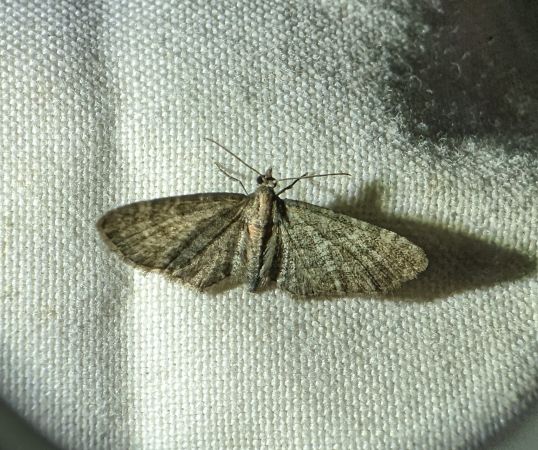 Eupithecia haworthiata 