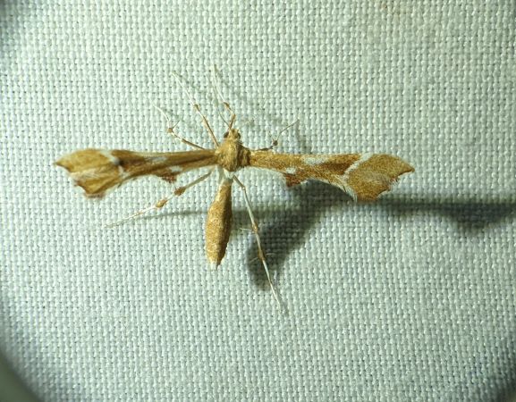 Cnaemidophorus rhododactyla 