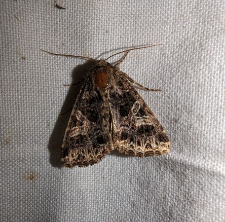 Sideridis rivularis 