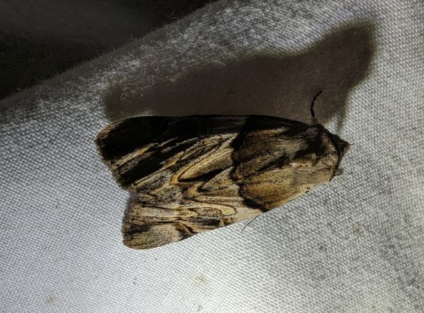 Lichénée jaune 
