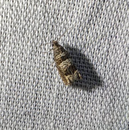 Ancylis achatana 