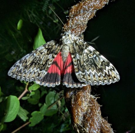 Catocala promissa 