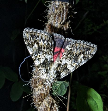 Catocala promissa 