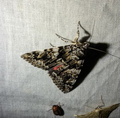 Catocala promissa 