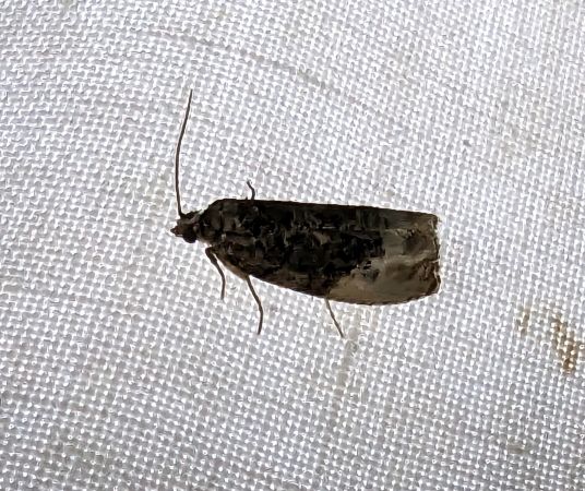 Hedya nubiferana 