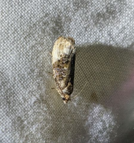 Hedya nubiferana 