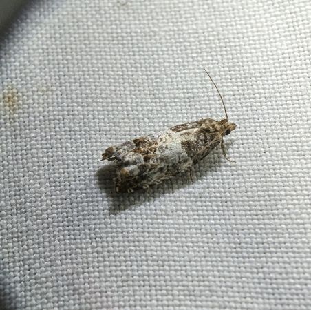 Notocelia rosaecolana 