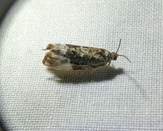 Hedya nubiferana 