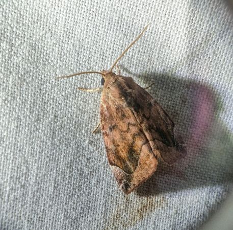 Cosmia pyralina 
